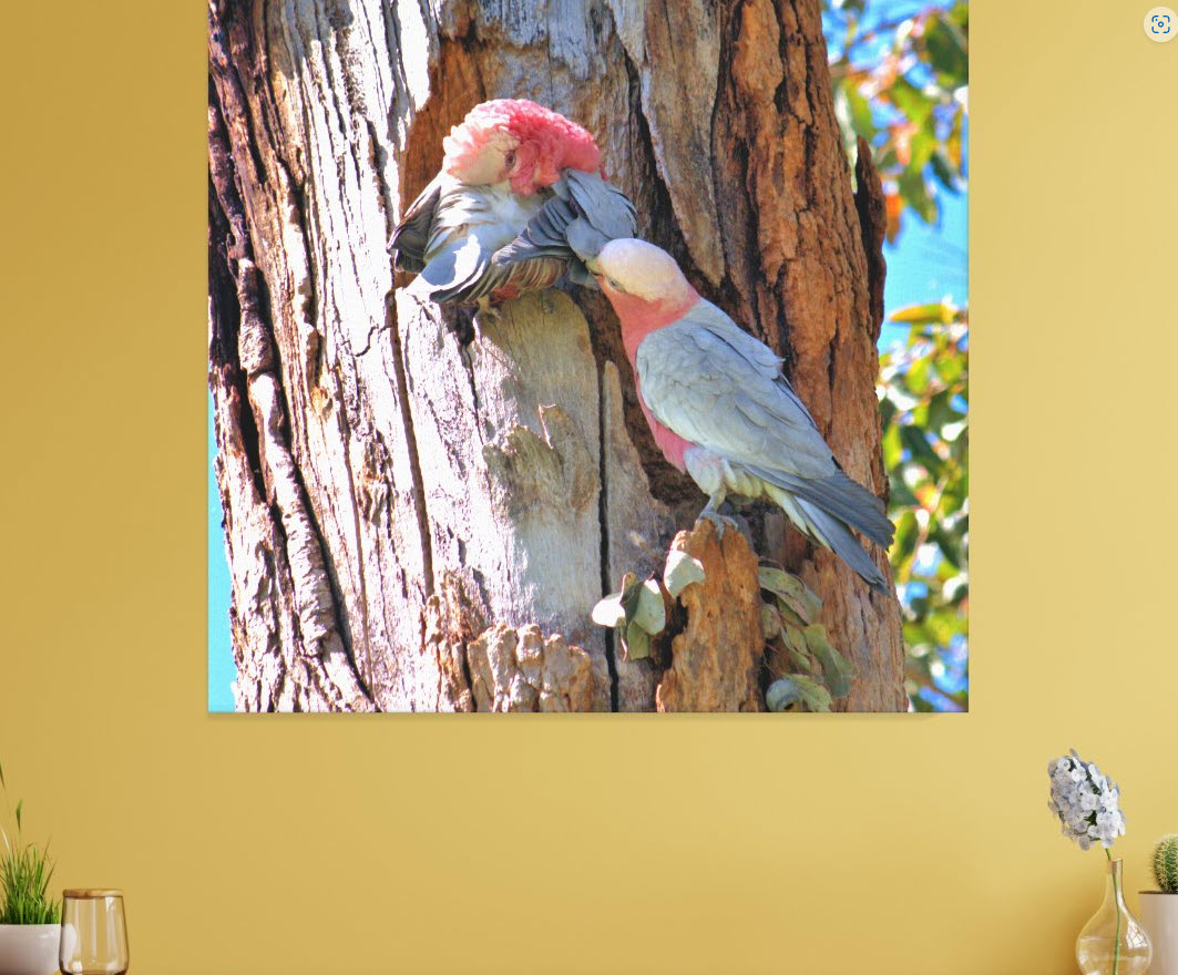 Australian Pink and Grey Galah canvas art print. Purchase through Zazzle. Click here.