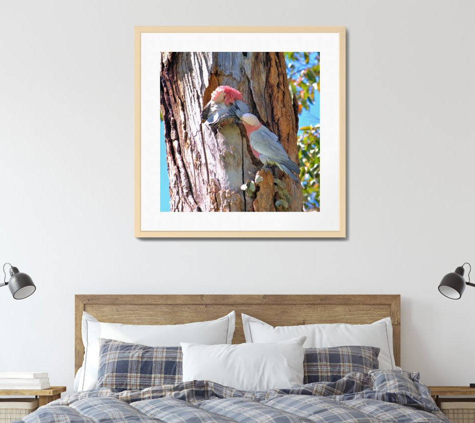 Native Australian Pink and Grey Galahs fine art print. Available exclusively through Zazzle. Click here to purchase.