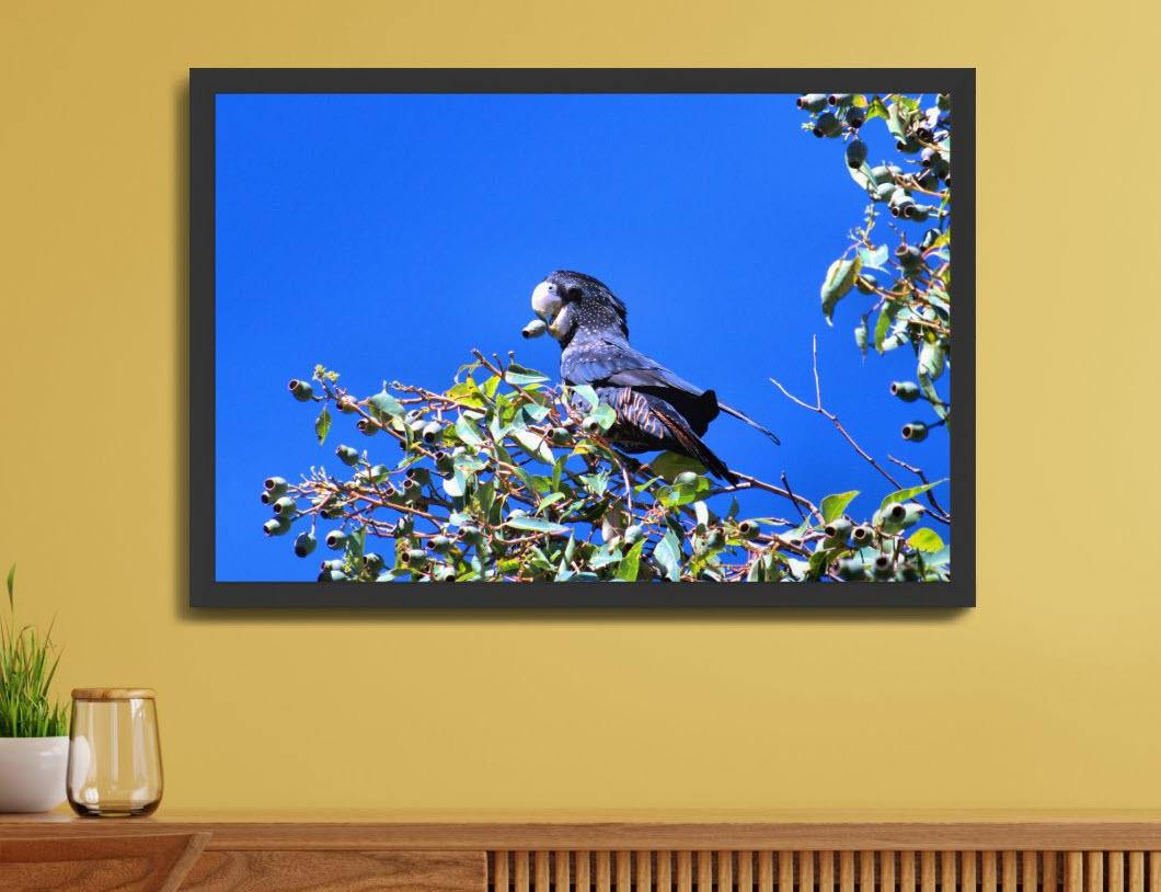 Red-tailed black cockatoo fine art print. Exclusive to Zazzle. Purchase yours today by clicking here.