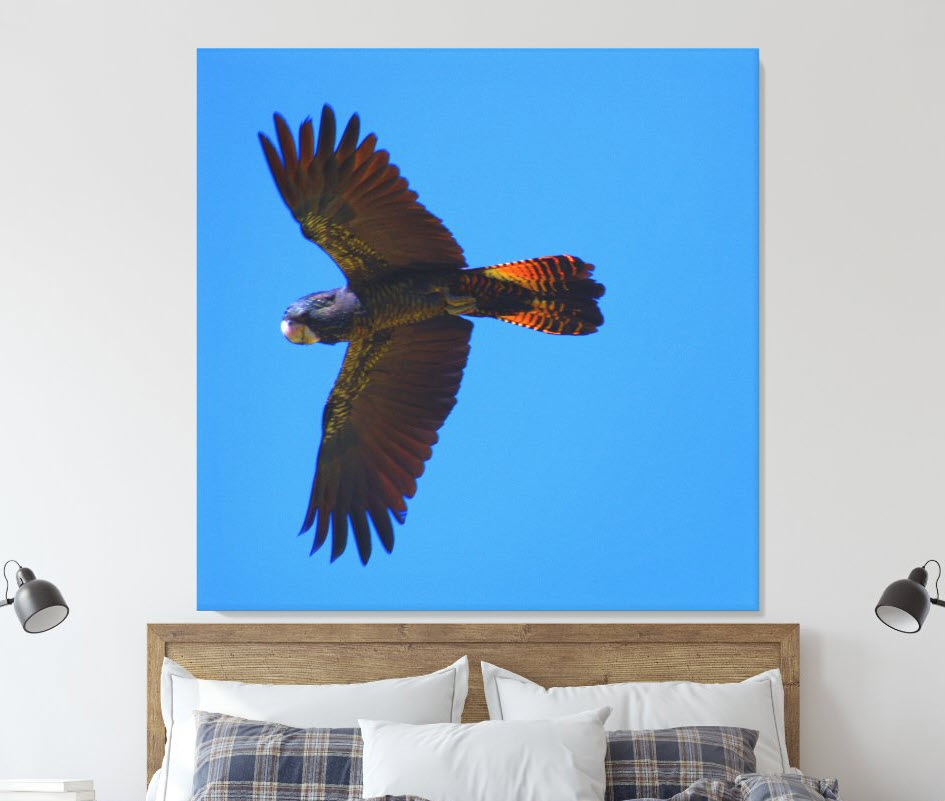 The Red-Tailed Black Cockatoo in Flight is a canvas art print photographed in the Southwest of Western Australia. It is an endangered Australian species. Click here to purchase.