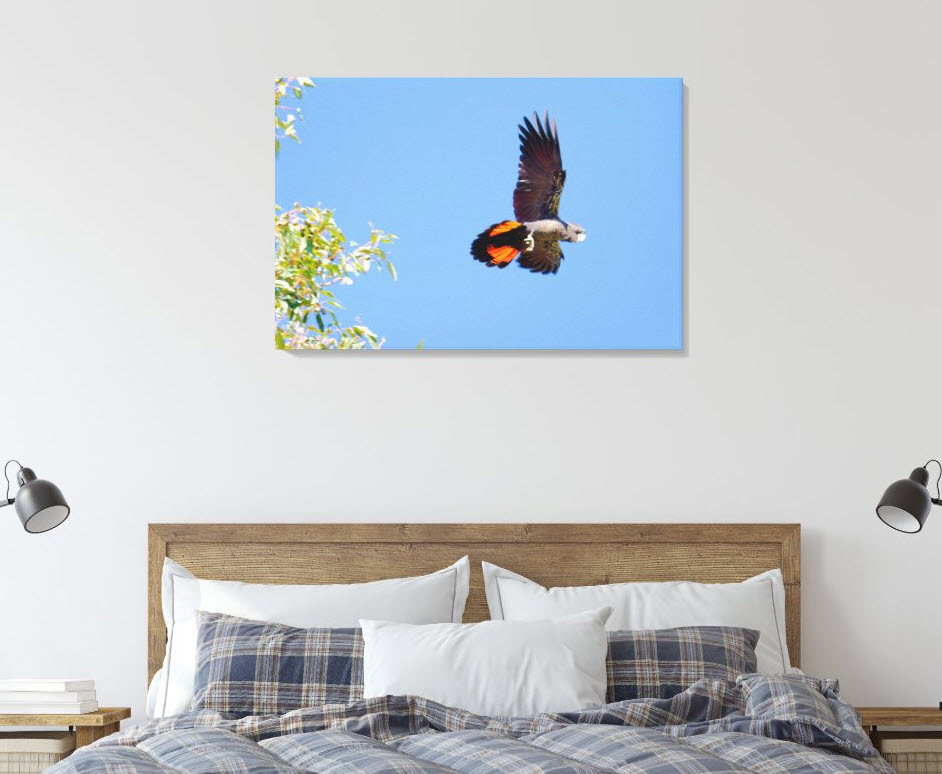 The Red Tailed Black Cockatoo is an endangered species in Australia. This canvas art print is available exclusively through Zazzle. Click here to buy.