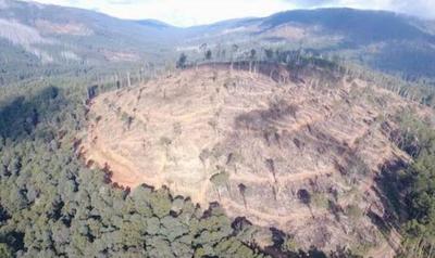 Logging in the Acheron Valley, 115Km North East Melbourne. Photo: Friends of the Earth