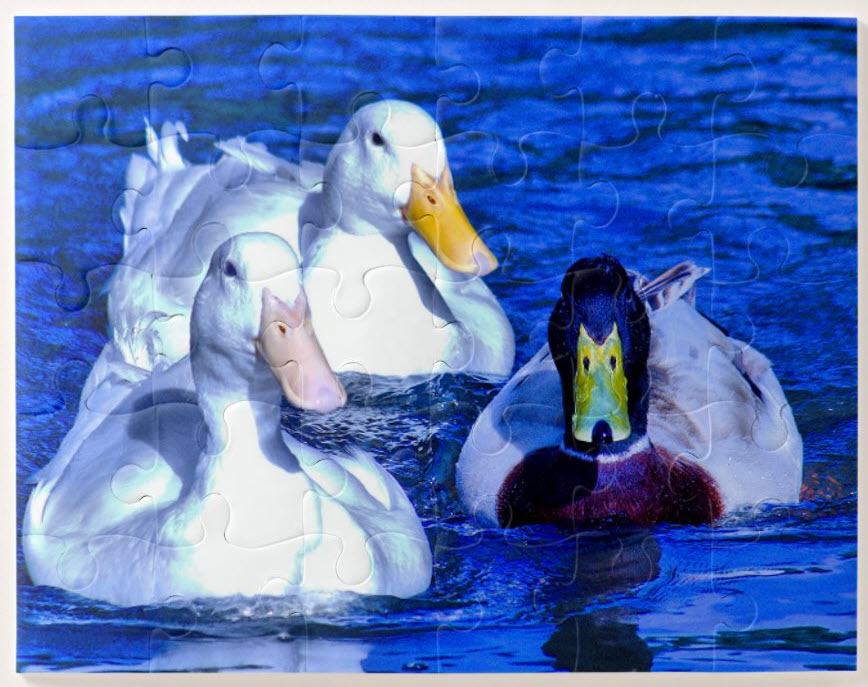 Duck jigsaw puzzle for kids in various sizes. Introduce your children to nature with this photo from the Southwest region of Western Australia. Available at Zazzle. Click here.